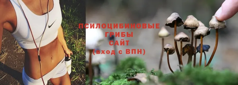 Псилоцибиновые грибы Psilocybine cubensis  даркнет клад  Биробиджан  купить  сайты 